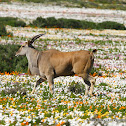 Common Eland