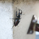 Stag Beetle