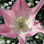 Yonina Tulip