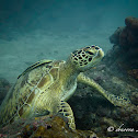 Green Sea Turtle