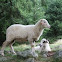 Sheep
