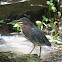 Green Heron