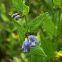 Common Skullcap