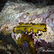 Polyclad Flatworm