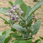 crown flower