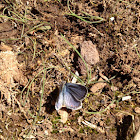 Boisduval's Blue