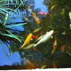 Koi