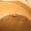Cockroach