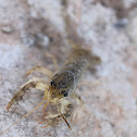 Brazos Dwarf Crayfish