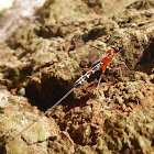 Ichneumon wasp