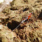Ichneumon wasp