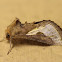 Golden Plusia