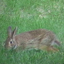 Eastern Cottontail