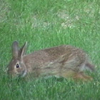 Eastern Cottontail