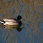 Ánade real (Mallard)