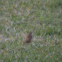 Bewick's wren