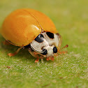 Yellow Ladybug or Ladybird