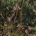House Sparrow