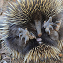Short-Beaked Echidna