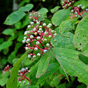 Red Osier Dogwood