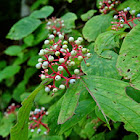 Red Osier Dogwood