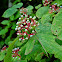 Red Osier Dogwood