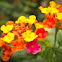 Lantana