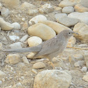 Arabian Babbler