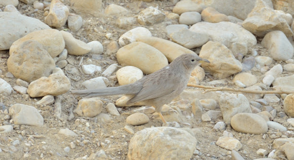 Spotting Image 1