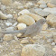 Arabian Babbler