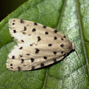 Speckled Grey Footman