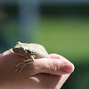Cuban Tree Frog