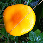 Amanita Jacksonii
