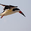 Black Skimmer