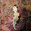 Nudibranch
