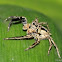 Jumping Spider