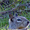 California Ground quirrel