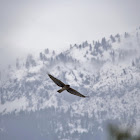 Northern Harrier (female)