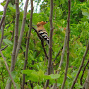Hoopoe,Poupa