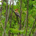 Hoopoe,Poupa