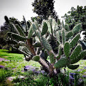 Nopal