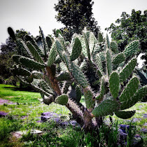 Plantas de la ciudad de Mexico