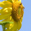 2 Bees on a Sunflower