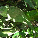 Common Chameleon