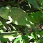Common Chameleon