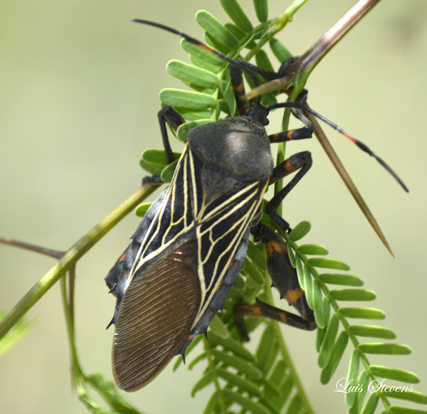 Giant Mesquite Bug Project Noah