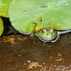 Bullfrog