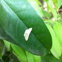Microlepidoptera