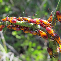Seed Bug nymphs