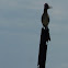 Greater Roadrunner